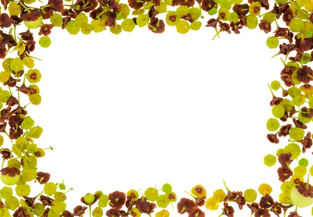 little flowers border on white backgroundの写真素材