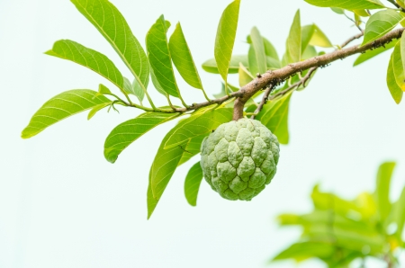 Custard apples or Sugar apples or Annona squamosa Linn. growing on a tree in garden at Thailandの写真素材