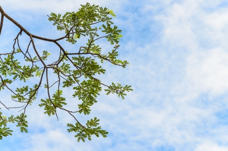 spring green leaf on blue sky backgroundの写真素材