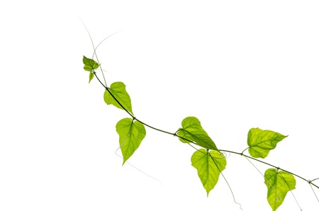 green ivy gourd isolated on white