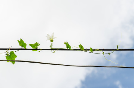 climbing plant-lvy Gourd on cable and cloud sky background