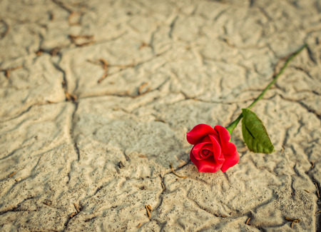 artistic red rose lying on the cement backgroundの写真素材