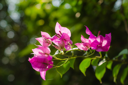 bougainvillea flower on nature backgroundの写真素材