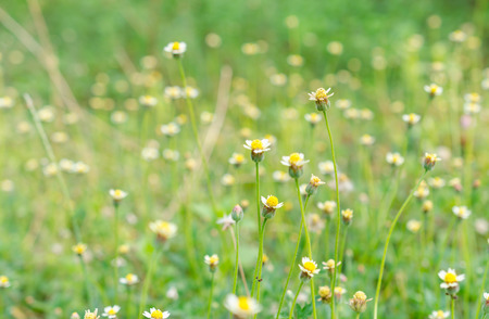 little flowers field in Thailandの写真素材