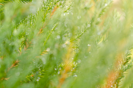 Green leaf with water drops for background-Nature background