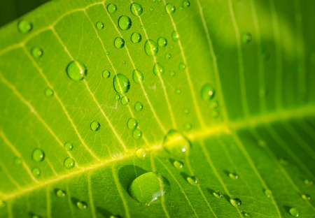 Green leaf with water drops for background