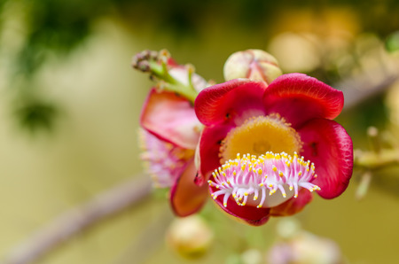 Cannon ball tree flower (Shorea robusta Roxb. )の写真素材