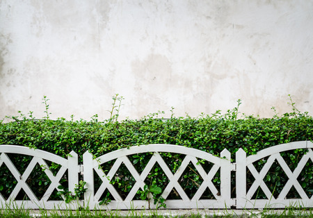 fence made from plant against old cement wall for backgroundの写真素材