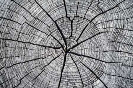 Old wood cut texture/The texture of wood cut across. Can be used as backgroundの写真素材