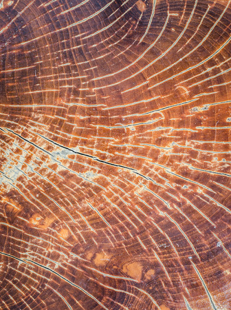 Old wood cut texture/The texture of wood cut across. Can be used as backgroundの写真素材