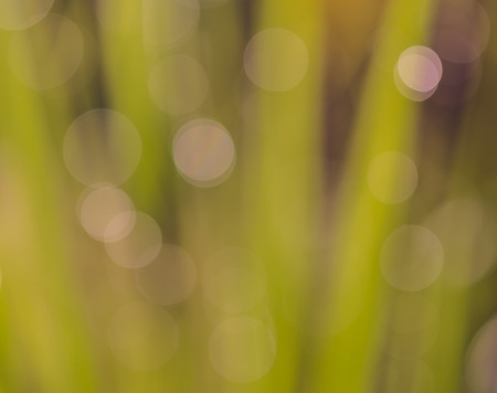 abstract green bokeh-nature backgroundの写真素材