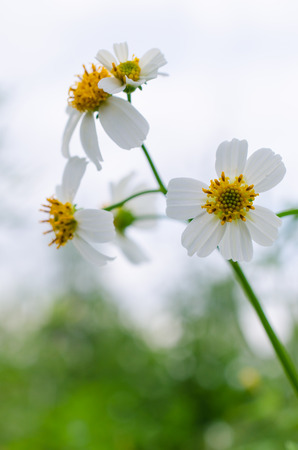 white flowers  background- Nature composition.の写真素材