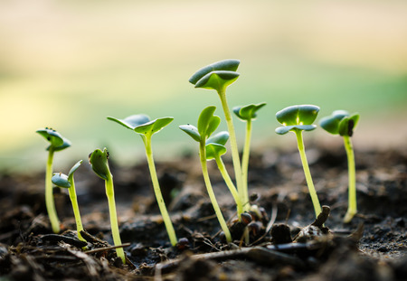 Green seedling growing out of soil