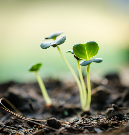 Green seedling growing out of soilの写真素材