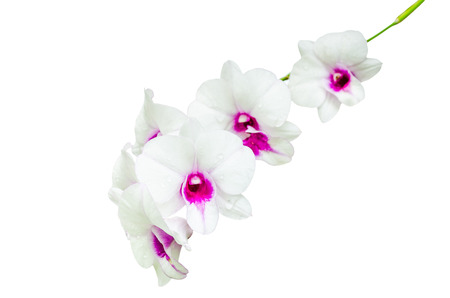 White orchid on white backgroundの写真素材