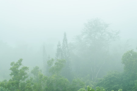 tree tops and fog - nature backgroundの写真素材