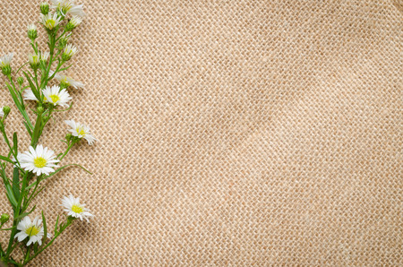 white asters on canvas backgroundの写真素材