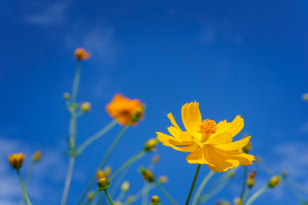 Yellow Cosmos flower and blue skyの写真素材
