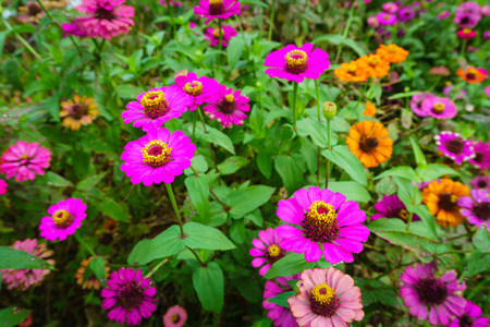 pink zinnia flower close up on green nature backgroundの写真素材