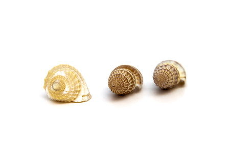 Shells of marine crustaceans on a white backgroundの写真素材