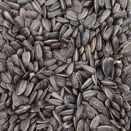 Background of sunflower seedsの写真素材