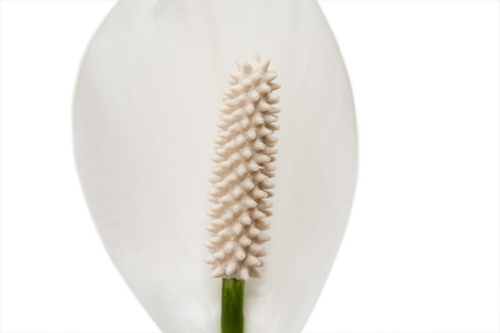 White flower close-up isolated on white background. Spathiphyllum. House flower and plant.の写真素材
