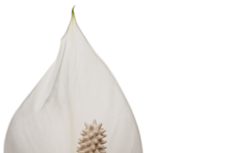 White flower close-up isolated on white background. Spathiphyllum. House flower and plant.の写真素材