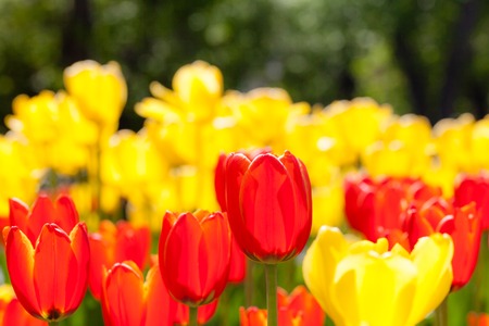 Background of red and yellow flowers. Tulips. Decorative plants.の写真素材