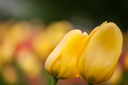 Background of yellow flowers. Tulips. Decorative plants.の写真素材