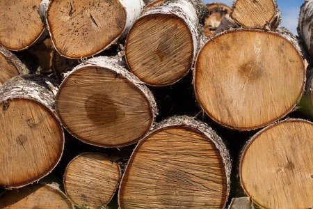 texture saw cut wood. annual rings closeup