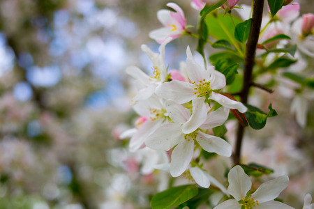 flowering apple tree on blue sky backgroundの写真素材