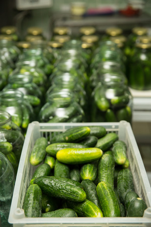 gurtsov conservation  Fresh cucumbers in jarsの写真素材