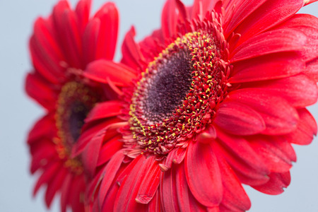 red Gerbera Daisiesのeditorial素材