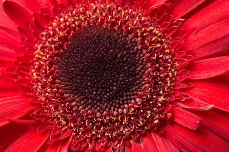 red Gerbera Daisiesのeditorial素材