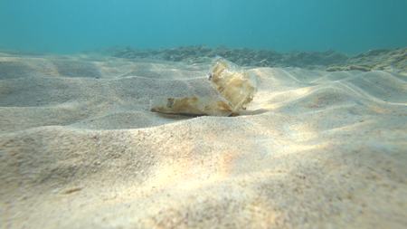 shooting underwater action camera. bottom, litter and lonely fish