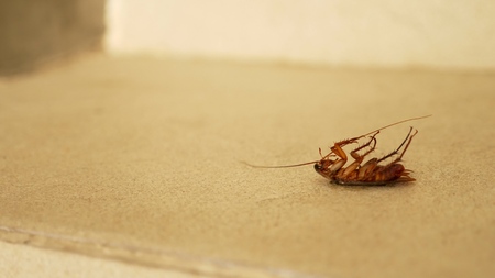 close up huge cockroach dead on the floor outside.