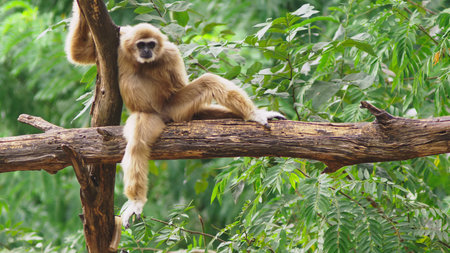 close-up. female White-cheeked gibbon. Hylobates leucogenys. sits on a tree in the wild.