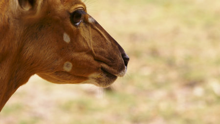 Roe eats grass in the forest, capreolus. Wild roe deer in natureの写真素材