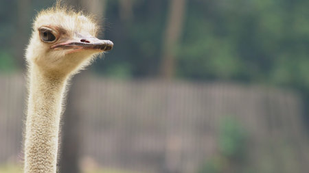 ostrich head close-up. portrait of emu african in the wild.の写真素材