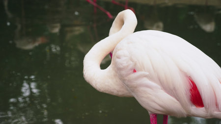 pink flamingo closeup on pond. blurred background.の写真素材