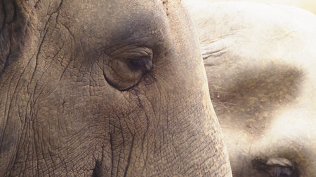 close-up, an elephant at the zoo is eating green grass.の写真素材
