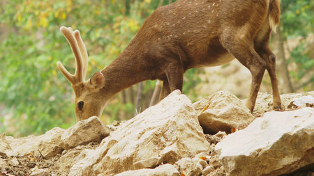 Roe eats grass in the forest, capreolus. Wild roe deer in nature. close-upの写真素材