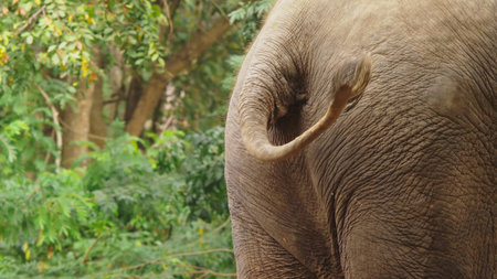 close-up, an elephant at the zoo is eating green grassの写真素材