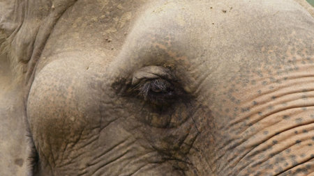 close-up, an elephant at the zoo is eating green grassの写真素材