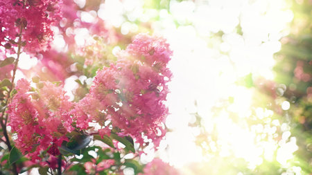 Lagerstroemia indica flower is a large bouquet of purple hanging from the tree. Lagerstroemia indica...