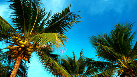The concept of rest. Beautiful coconut palm trees against the blue sky. bottom view.