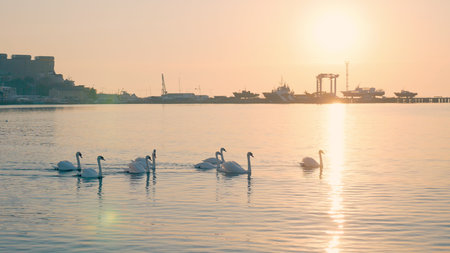 a flock of beautiful white swans swims in the sea. migratory birds in warm landsの写真素材