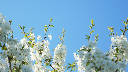 Blooming tree on sunset. White flowers on a branch in the spring parkの写真素材