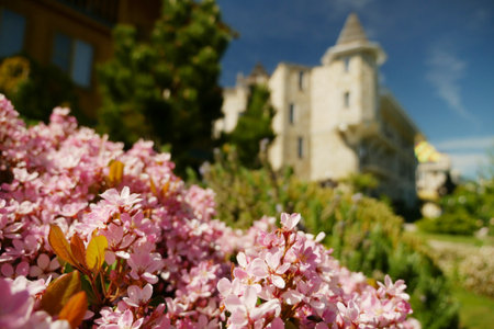 pink flowers of Hydrangea macrophylla on the background of the castle in Victorian styleの写真素材