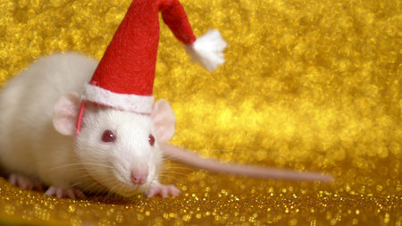 white rat in santa christmas cap on gold background. close-up. symbol of 2020. copy space.の写真素材